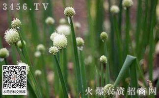 《葱子种植技术揭秘：如何提高产量与品质？》
