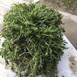 《轮叶黑藻种子种植技术解析：揭秘高效水生植物培育之道》
