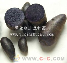 揭秘黑金刚土豆种植技术：如何培育出高产、优质的新品种？