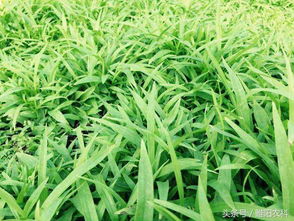 白芨种植：揭秘亩利润的秘密，你准备好了吗？