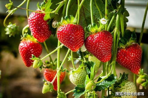 草莓种植新革命：揭秘前沿技术，让果实更甜美