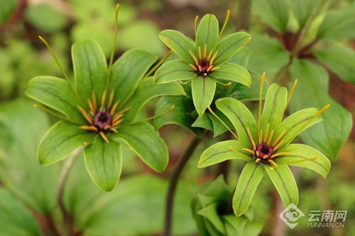 重楼种植技术解析：揭秘中药材黄金时代的秘密武器