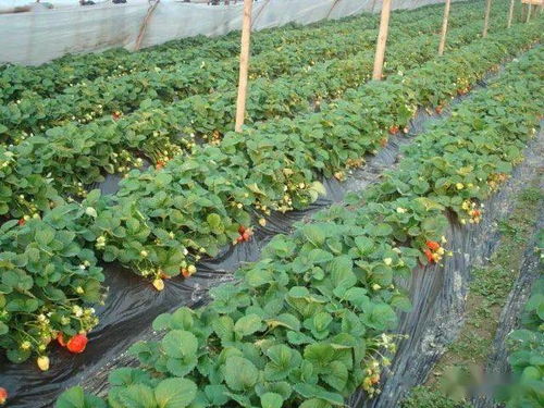 《草莓种植新篇章：揭秘高效种子种植技术》