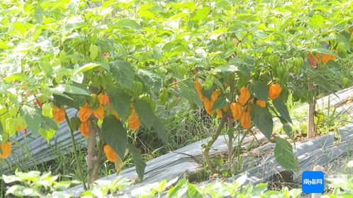 揭秘灯笼椒种植秘籍：如何提高产量与品质？