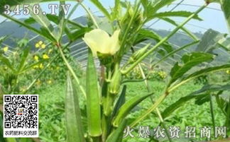 秋葵种植攻略：把握最佳时机，掌握高效技术