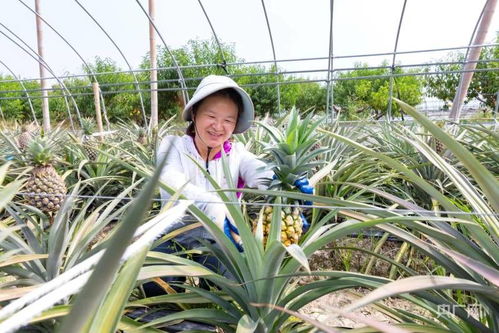 《揭秘凤梨种植：如何打造高产量、高品质的“黄金果”》