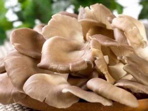 莲子壳变废为宝：探索平菇种植新途径