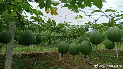 揭秘优质瓜蒌种苗种植技术，开启高效农业新篇章