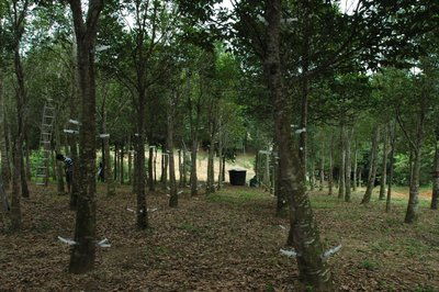 探秘沉香树种子种植：揭开沉香种植技术面纱