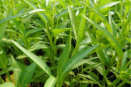 《揭秘空心菜种植新篇章：技术视频深度解析，种植效率翻倍秘籍！》