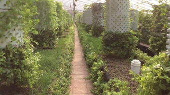 《致富经》揭秘：高效种植技术视频，助您一跃成为农业新贵？