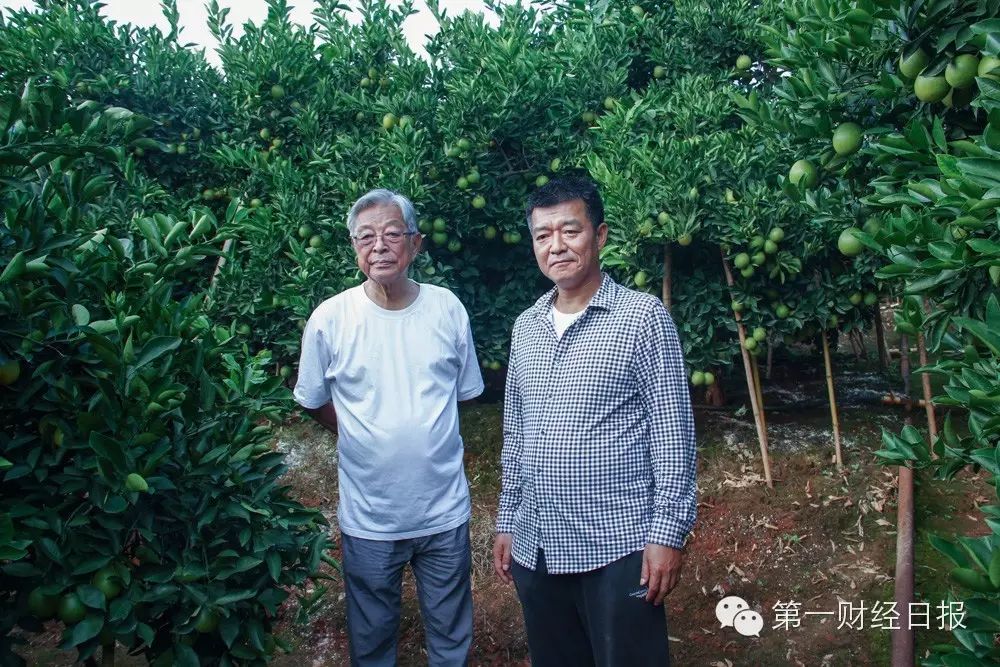 褚橙品牌分析_褚橙柳桃等品牌农产品_褚橙品牌的品牌构成