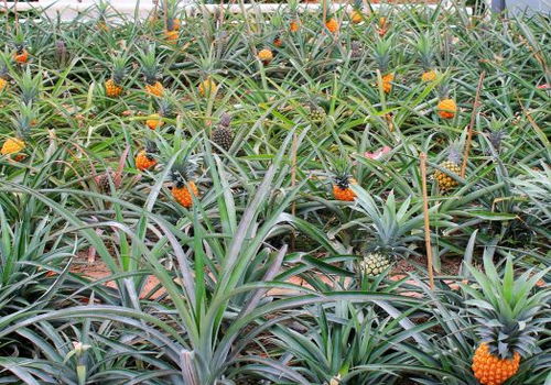 菠萝种植大揭秘：如何培育出甜美多汁的果实？