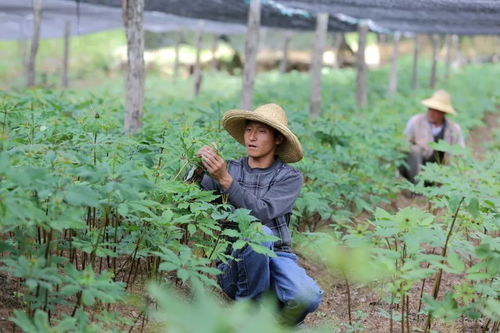 2018年中药材种植技术革新：揭秘绿色、高效、可持续的种植之道