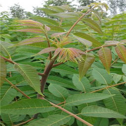 探秘红油香椿苗种植：揭秘高效益的秘密武器