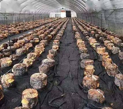 颠覆传统！揭秘桑黄种植新技术的革新之路