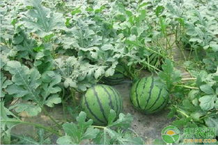 西瓜种植新篇章：揭秘高效种植技术，提升产量与品质