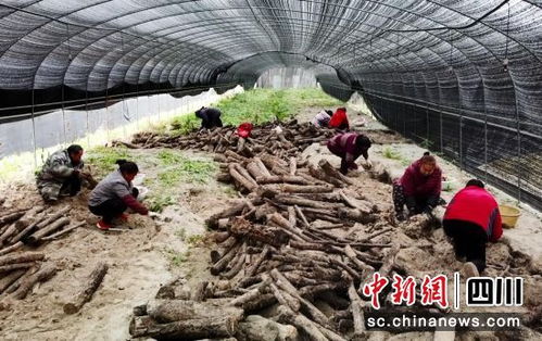 揭秘天麻种植技术基地：如何打造绿色产业新标杆？