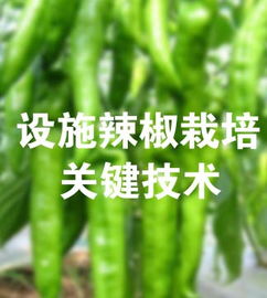 水培辣椒种植新篇章：揭秘高效益水培辣椒种植技术