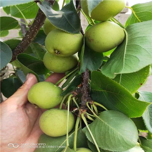 揭秘晚秋黄梨树苗种植技术，打造优质果品新标杆