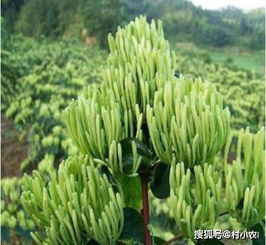 揭秘金银花高产种植秘籍：如何让黄金之花绽放更多芬芳？