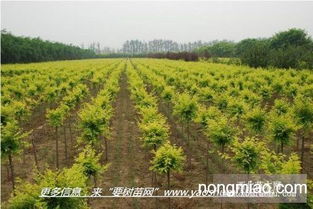 河南农场桑黄种植技术探秘：如何打造高产高效生态循环？