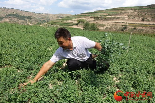 党参种植技术揭秘：如何培育优质中药材？