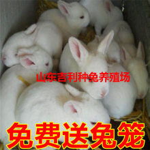 野兔种植技术大全：揭秘高效养殖秘诀，开启绿色农业新篇章