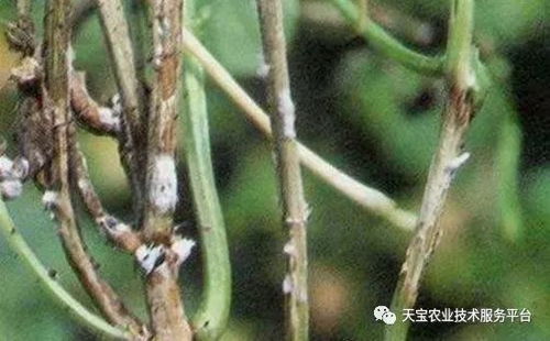 揭秘板蓝根种植：技术突破与经济效益双赢之道