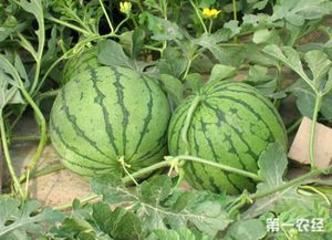 西瓜种植新篇章：揭秘全年五茬种植技术
