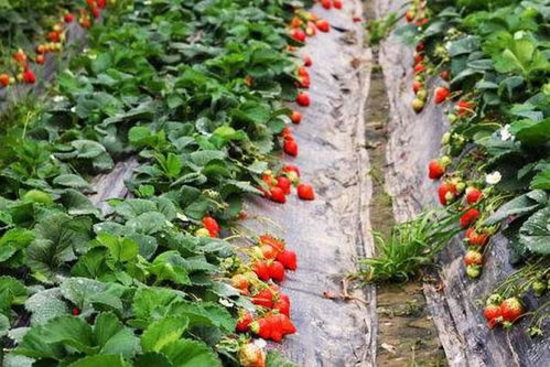 大棚草莓丝瓜种植技术解析：如何实现高效益？