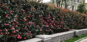 茶花树种植技术揭秘：如何打造您的私人花园瑰宝？