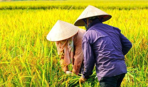 寒地水稻种植技术革新：破解寒区农业发展难题