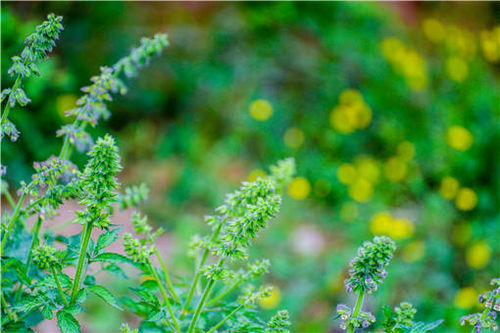 白芷种植：揭秘亩利润背后的种植技术奥秘