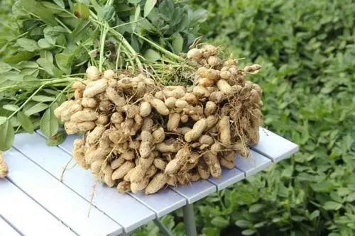 《种植花生新篇章：技术视频全集解析，助您轻松丰收》