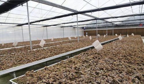 金线莲种植攻略：揭秘高效管理之道，打造生态致富新亮点