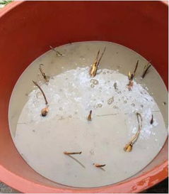 水缸莲藕种植新篇章：揭秘高效生态养殖技术