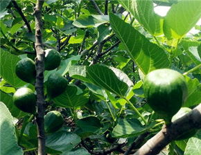 无花果种植技术培训班：开启高效益农业新篇章