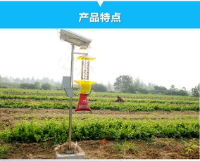 黄秋葵种植攻略：揭秘高效栽培与病虫害防治技巧