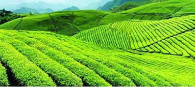 茶叶母本园种植技术揭秘：如何培育优质茶苗？
