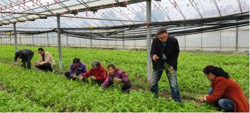 揭秘蔬菜种植新篇章：高效培训技术助力农业现代化