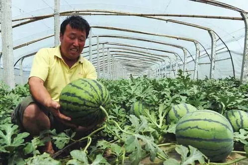揭秘早西瓜种植技术：如何实现早熟、高产、高品质？