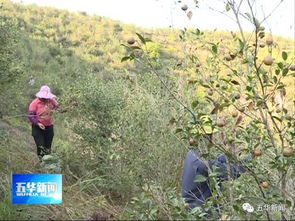 茶油树种植新篇章：揭秘高效种植技术，打造绿色油料产业