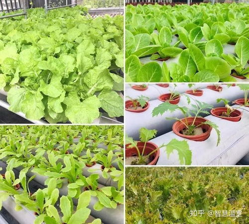 香菜水培种植：绿色生活新选择，如何在家轻松种植？