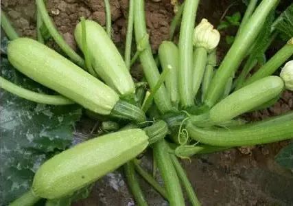 揭秘角瓜种植新技巧：如何提升产量与品质？