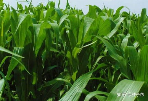 墨西哥玉米草种植技术：揭秘高效可持续的农业新模式