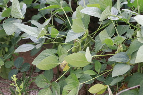 毛豆种植新篇章：揭秘高效益的栽培技术