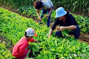 农业种植技术公司融资新趋势：如何抓住绿色机遇？