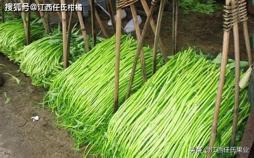 揭秘蕹菜高效种植技术，打造绿色健康餐桌新风尚