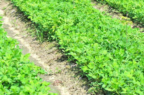 《花生种植新篇章：揭秘高效种植技术，丰收不再遥远！》